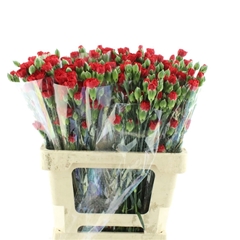 Dianthus Spray Dracula 65cm