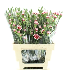 Dianthus Spray Payaso 65cm