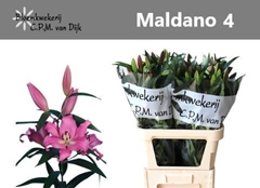 Lily Oriental Maldano 80cm 4+