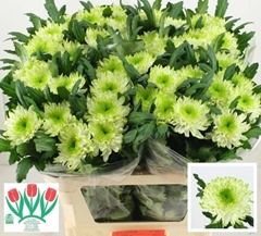 Chrysanth Single Zembla Lime 70cm 90gr.