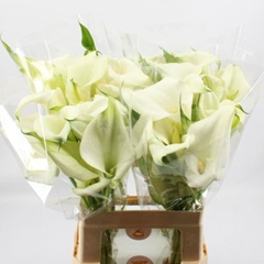 Zantedeschia Captain Ventura 60cm Twisted
