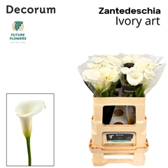Zantedeschia Ivory Art 55cm