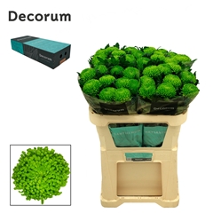 Chrysanth Single Alemani 70cm 95gr.