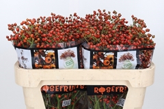 Rosa Autumn Rosefruits 70cm