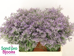 Limonium Skylight 60cm 20gr.