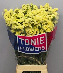 Limonium Sinuatum Yellow Sun Birds 80cm 40gr.