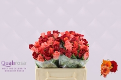 Rosa African Sunset Mix 35cm