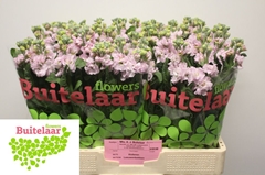 Matthiola Pink Light 58cm