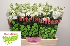 Matthiola Phantom White 60cm