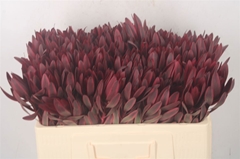 Leucadendron Jester 50cm