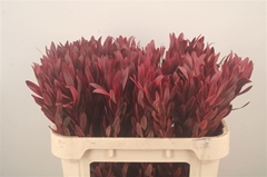 Leucadendron Jester 70cm