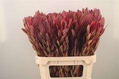 Leucadendron Jester 80cm