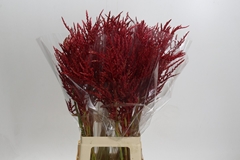 Bromelia Red Paloma 80cm