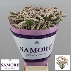 Limonium Sinuatum Apricot Sun Birds 80cm 50gr.