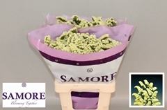 Limonium Sinuatum Yellow Sun Birds 60cm 20gr.