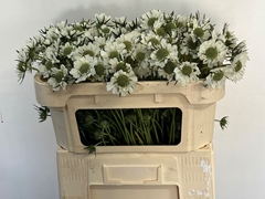 Scabiosa Anika 60cm