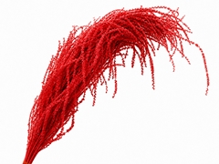 Amaranthus Caudatus Bleached Red Per Bunch 90cm