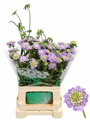 Scabiosa Bon Bon Scoop Ube 60cm
