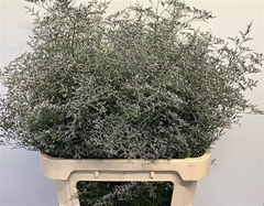 Limonium Beltlaard 80cm 60gr.