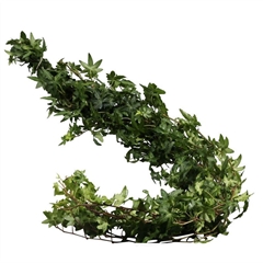 Hedera Twig Green Per Bunch 80cm