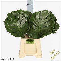 Monstera Leaf 55cm 27cm Hd