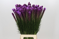 Liatris Callilepis 80cm