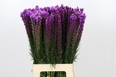 Liatris Callilepis 70cm