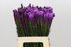 Liatris Callilepis 60cm
