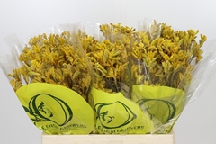 Anigozanthos Yellow Gem 60cm