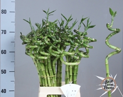 Dracaena Lucky Bamboo 70cm Spiral