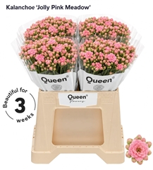 Kalanchoe Sweet Pink Meadow 40cm