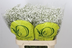 Gypsophila Paniculata Xlence 80cm 25gr.