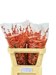 Ilex Magical Daydream 70cm