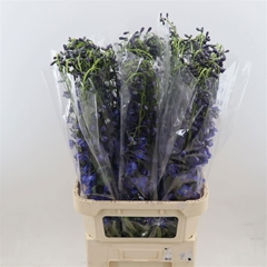 Delphinium Single Sea Waltz 100cm