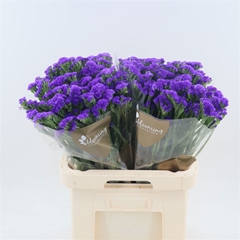 Limonium Sinuatum Navy Sun Birds 70cm 45gr.