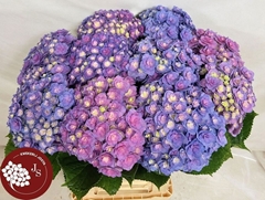 Hydrangea Royal Kiss 65cm 15-17cm Hd