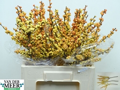 Ilex Magical Cresgold 60cm