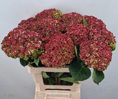 Hydrangea Revolution Classic 60cm 14-16cm Hd