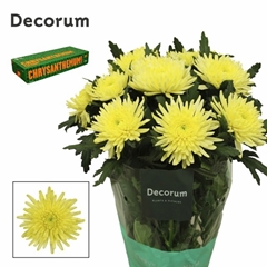 Chrysanth Single Topspin Yellow 70cm 90gr.