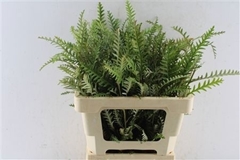 Grevillea Ivanhoe Bronze 55cm