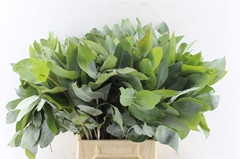 Eucalyptus Robusta Juveniel 55cm