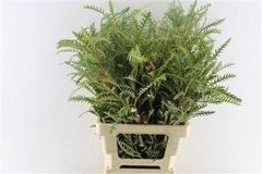 Grevillea Ivanhoe Bronze 70cm
