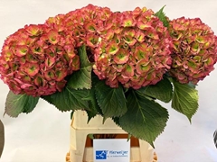 Hydrangea Elbtal Classic 90cm 22-24cm Hd