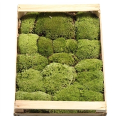 Leucobryum Glaucum