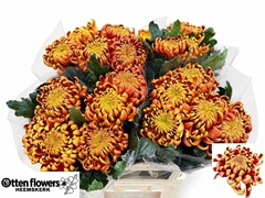 Chrysanth Single Fuego 80cm 125gr.