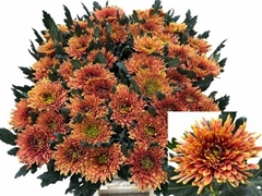 Chrysanth Single Tula Carmella 80cm 80gr.