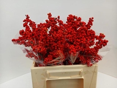 Ilex Brit Buys 40cm