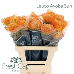 Leucospermum Ayoba Sun 60cm
