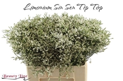 Limonium Sinense Sensy Tip Top 60cm 15gr.