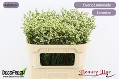 Limonium Sinense Sensy Lemonade 70cm 10gr.